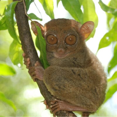 Beskytt den filippinske Tarsier som kun lever på Filippinene.