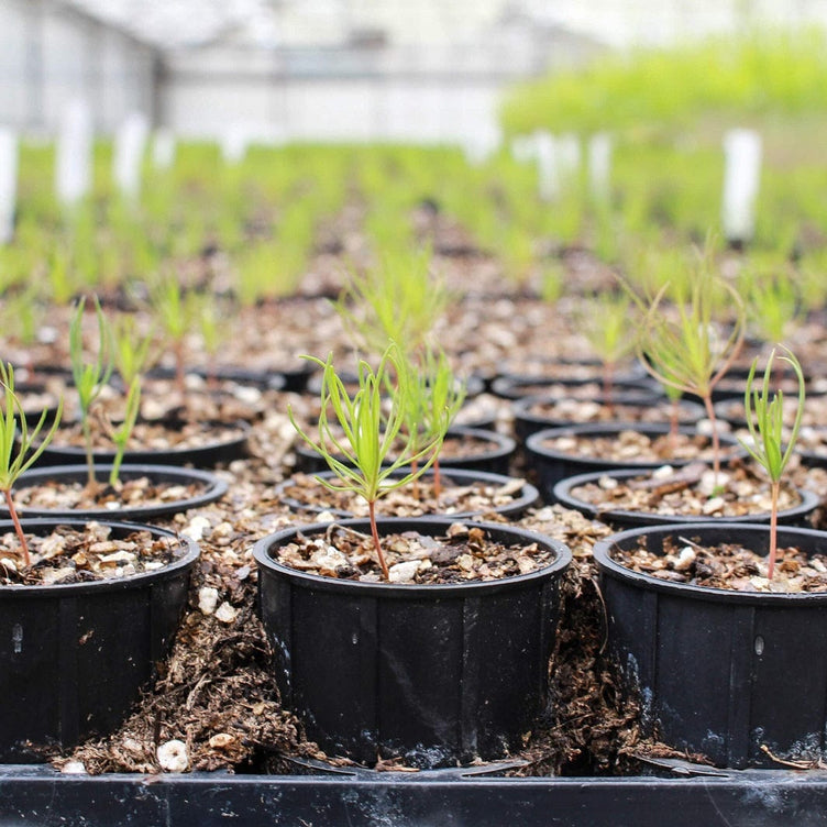 Plant et tre med oss