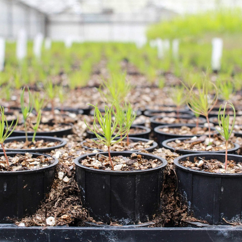 Plant et tre med oss One Tree Planted Veldedighet
