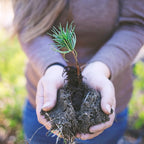 Plant et tre med oss